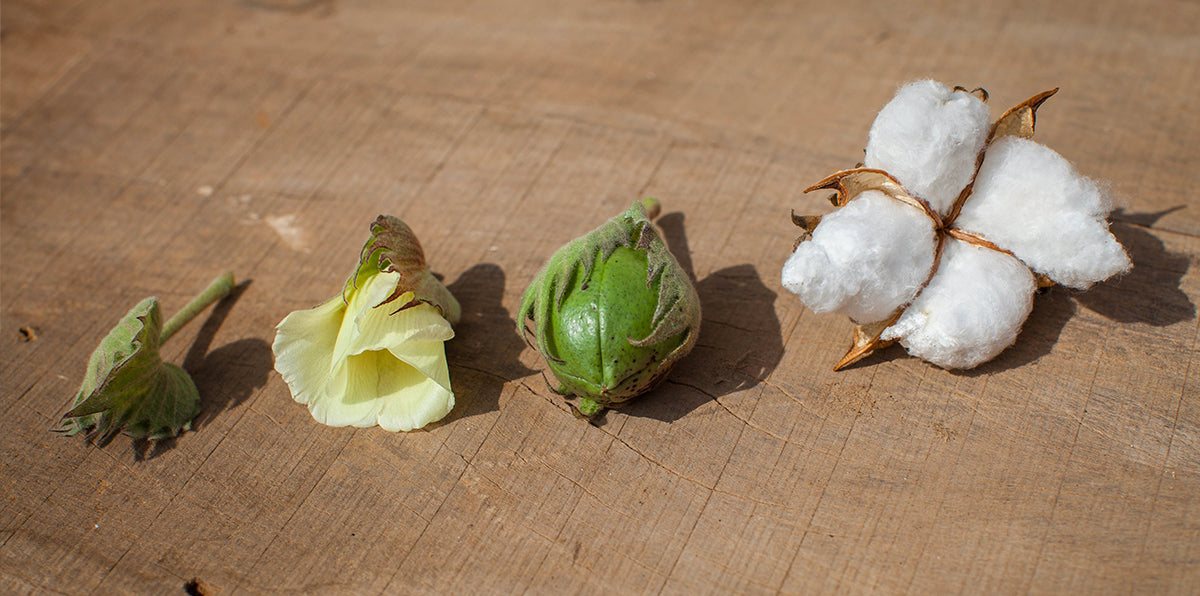 Why we choose Fair Trade