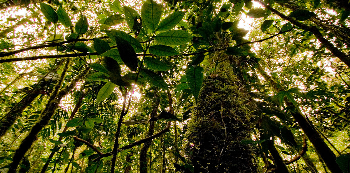 A Plant-iful History of Earth Day