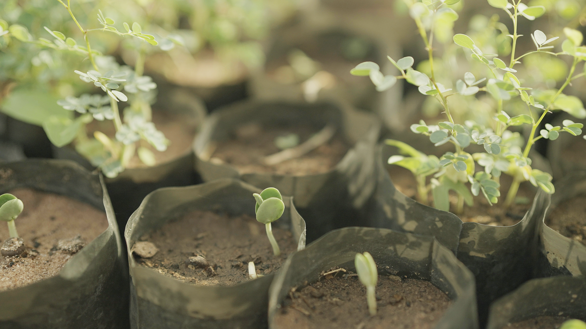 Meet Our Partner: Trees for the Future