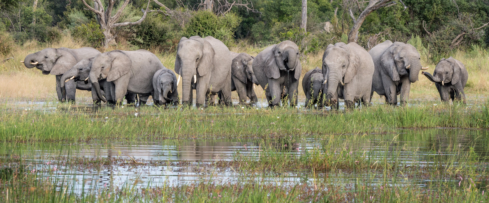 Meet Our Partner: Conservation International