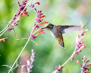 Meet Our Partner: Pollinator Partnership