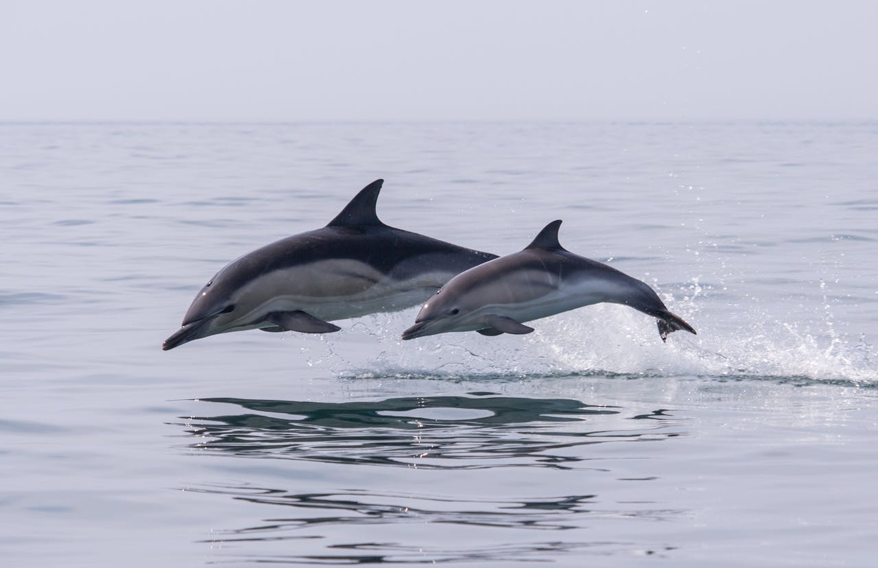 Meet Our Partner: Oceana