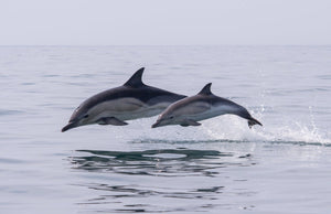 Meet Our Partner: Oceana