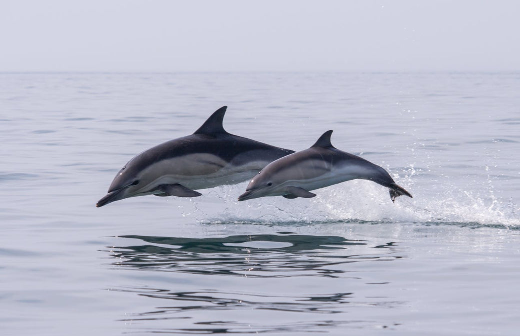 Meet Our Partner: Oceana