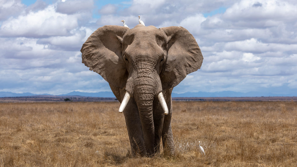Protect Endangered Animals