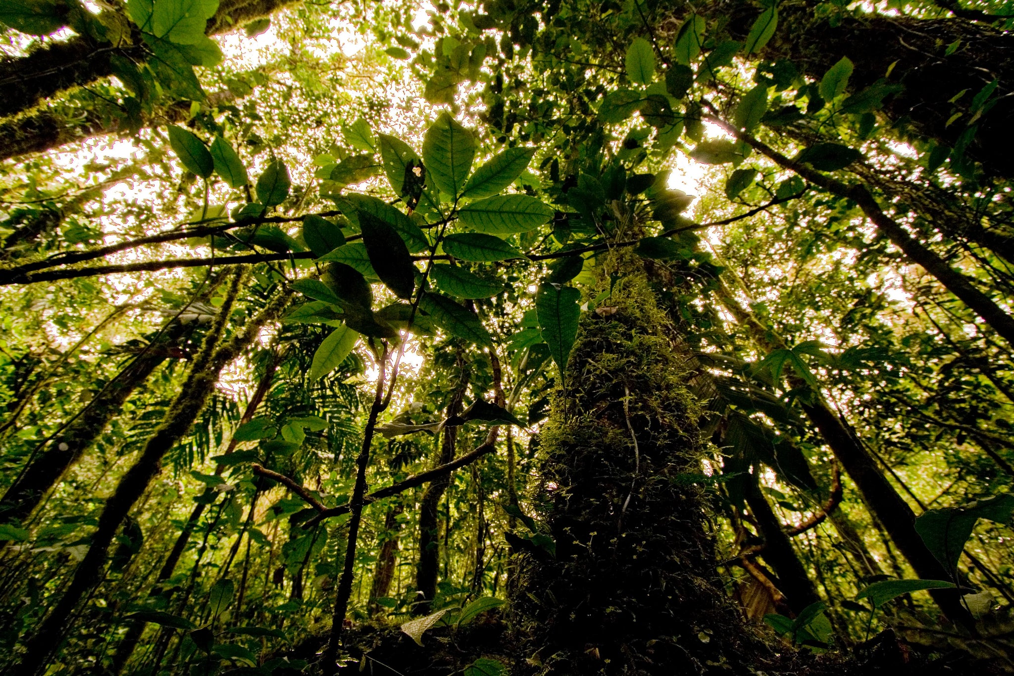 Conserve Rainforests