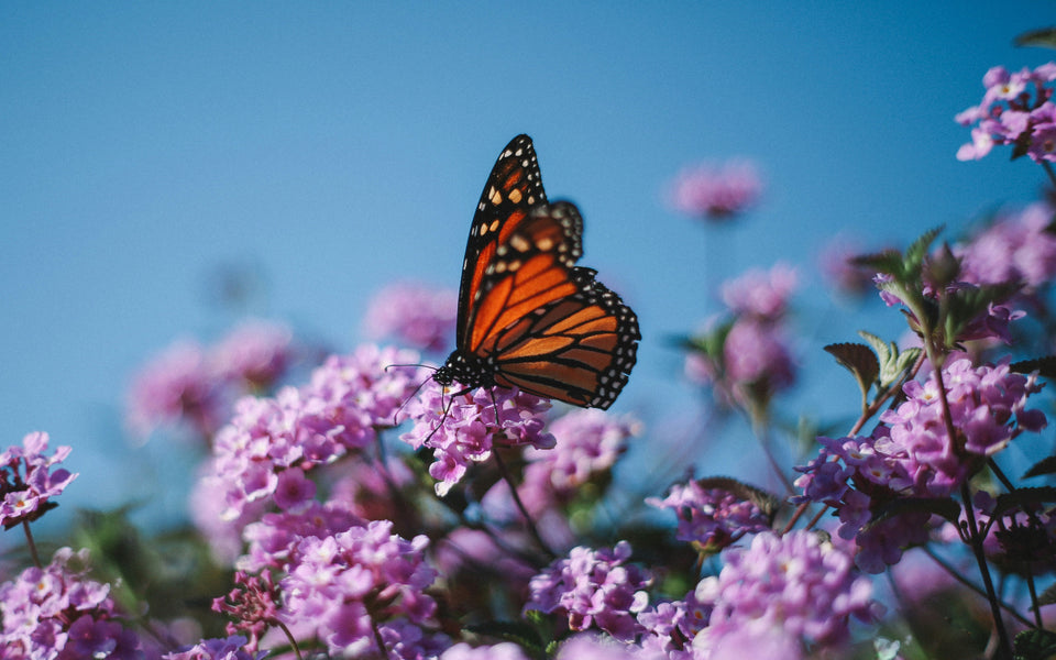 Protect Pollinators